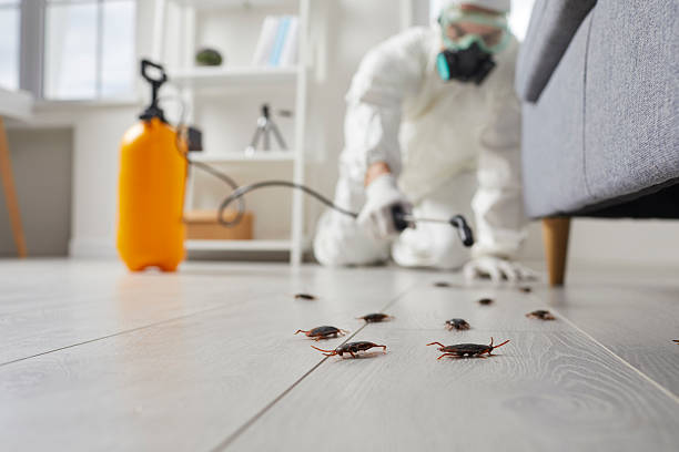 Commercial Kitchen Cockroach Control in Roslyn